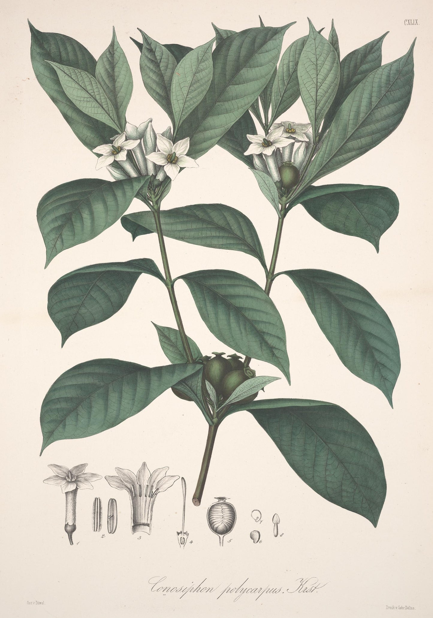 Colombie- Golden Huila - Espresso