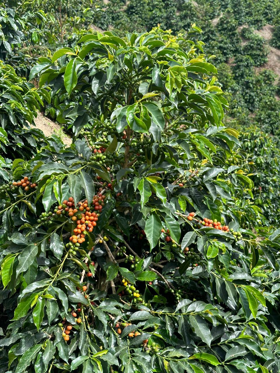 Colombia - Pacamara - Nature - Micro-lot d'exception
